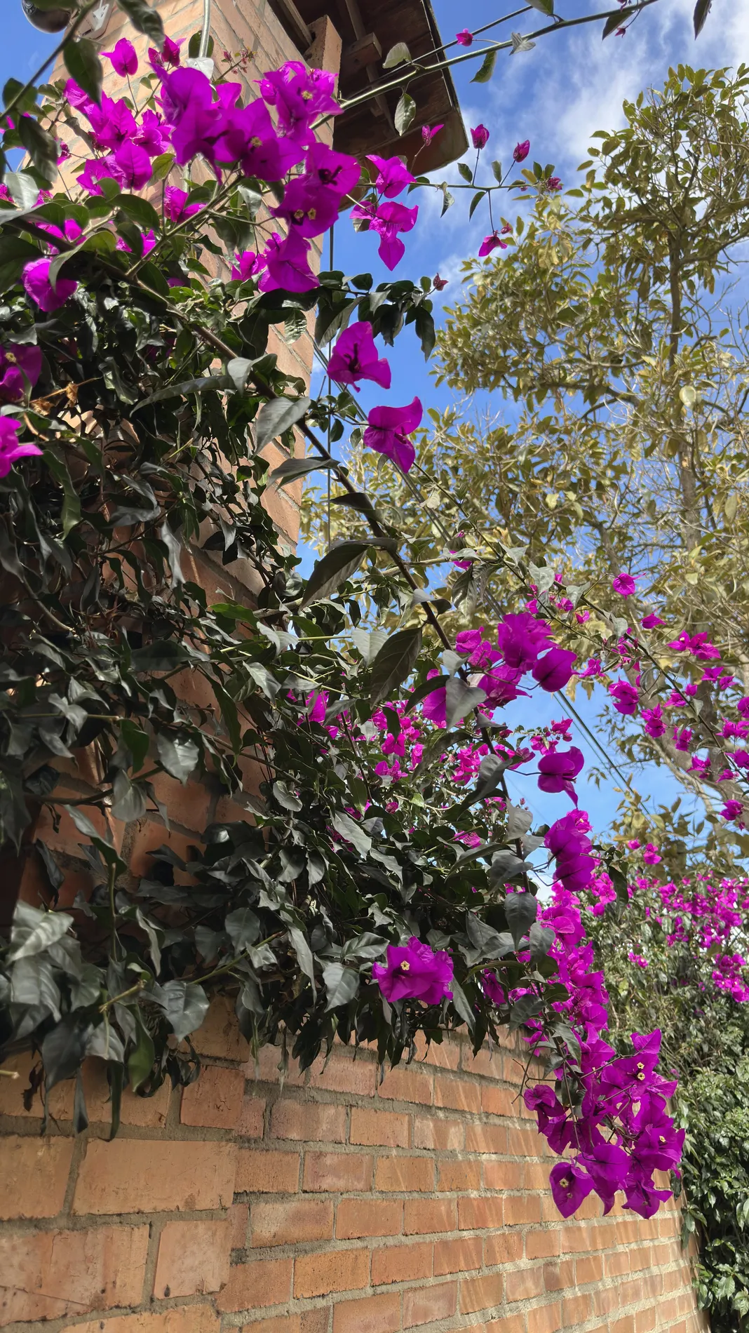 Buganvilias en el jardín del hostal