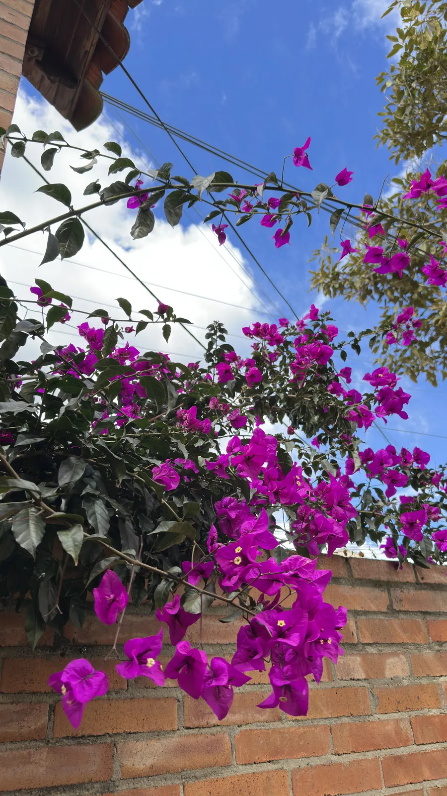 Buganvilias moradas junto a la casa