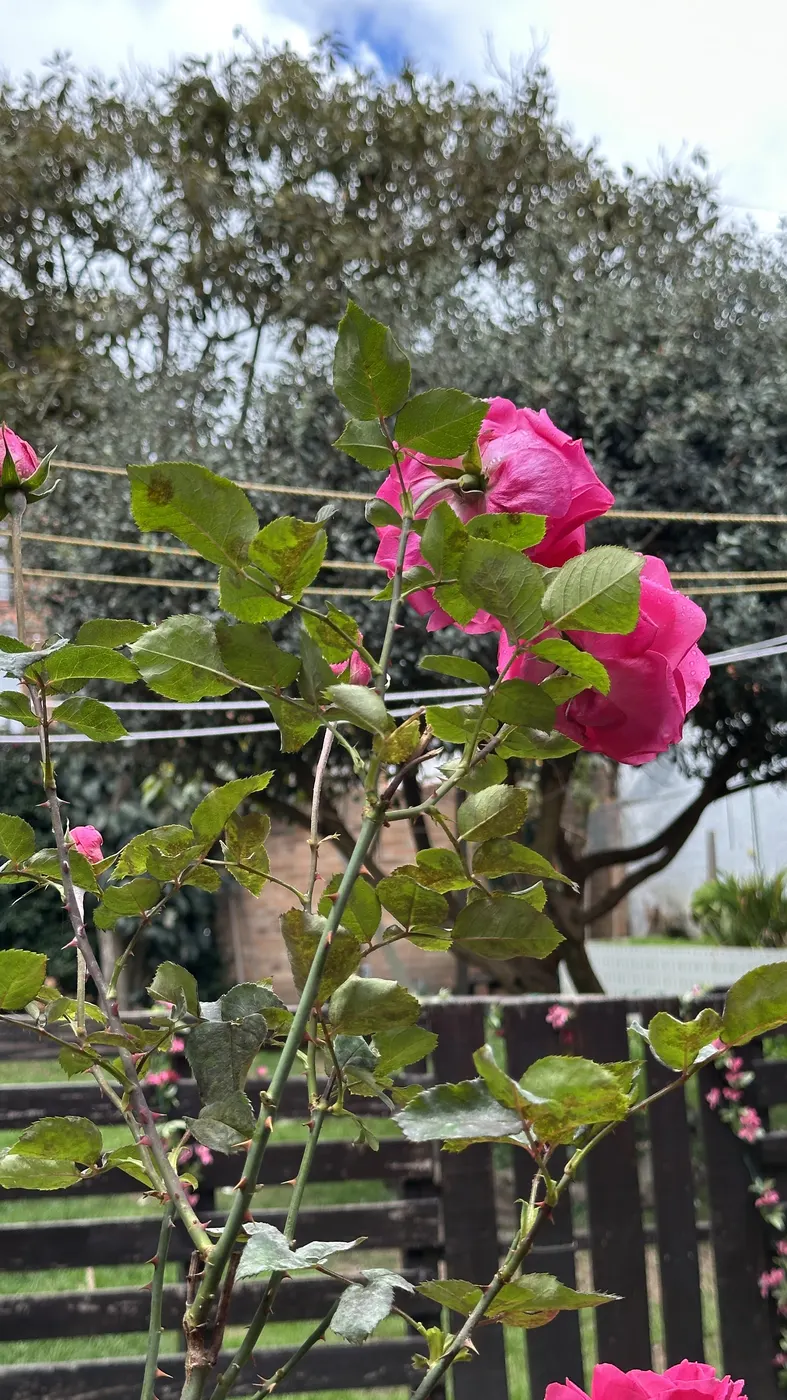 Flor en el jardín del hostal