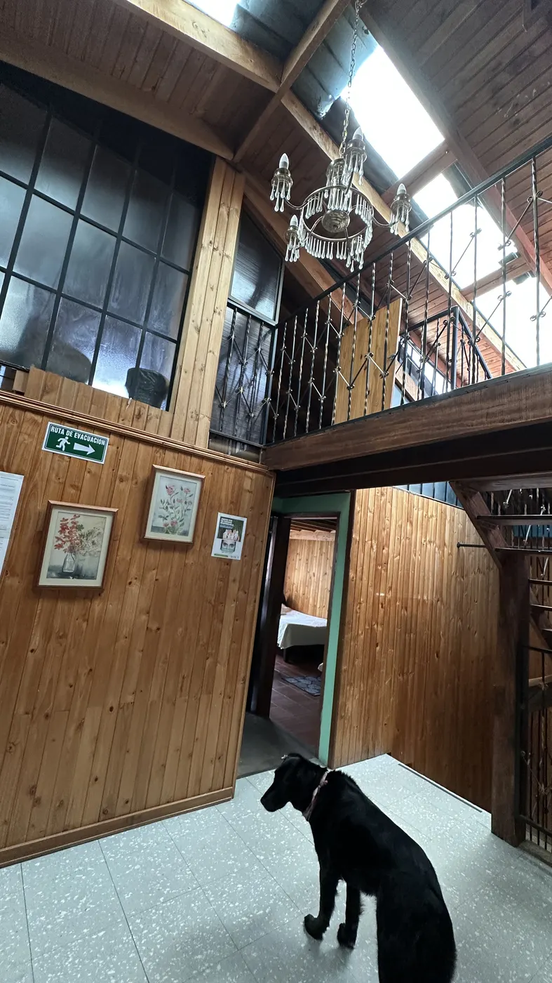 La escalera de la casa con uno de los perros del hostal